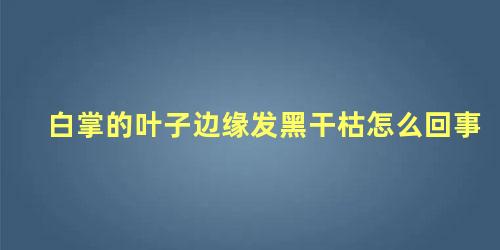 白掌叶子边变黑变干怎么办(白掌叶子边发黑是什么原因)